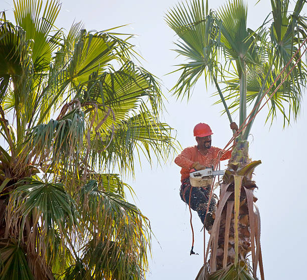 Trusted Carolina Shores, NC Tree Service Experts